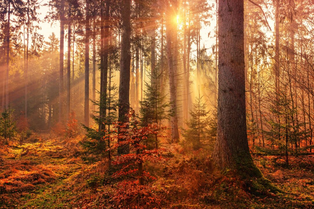 autumn forest coloured photo