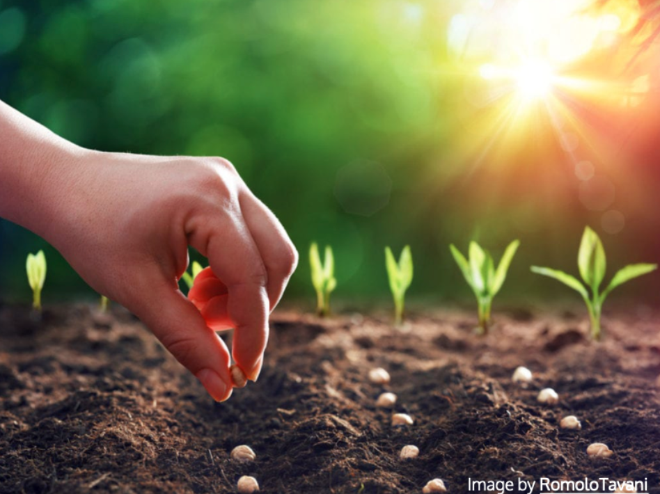 Planting seeds
