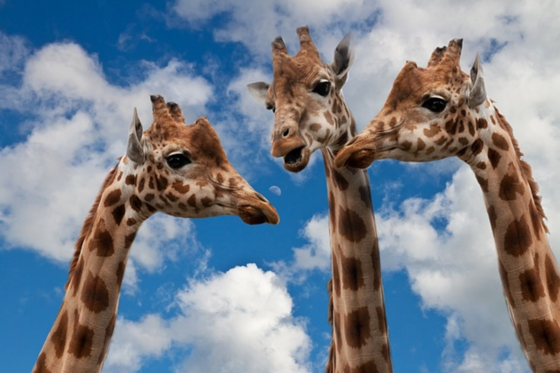 Three giraffe heads and necks against a cloudy blue sky